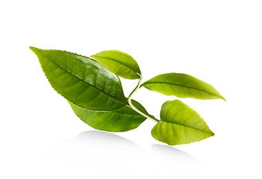 Hojas frescas de moringa.