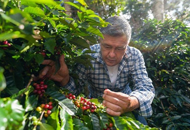 Café de altura cosecha. Café de altura cosecha en el campo.