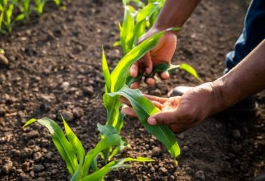 Importancia de los ingredientes típicos en las Fiestas Patrias Honduras y su cultivo. Importancia de los ingredientes típicos en las Fiestas Patrias Honduras