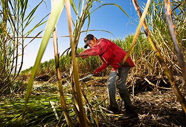 Agricultor cosechando caña de azúcar en un campo, Tamasopo, San Luis Potosí, México.