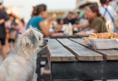 Perro observando un plato de cigalas.