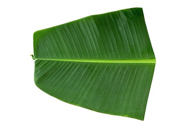 Hoja de plátano utilizada para cocinar al aire libre.