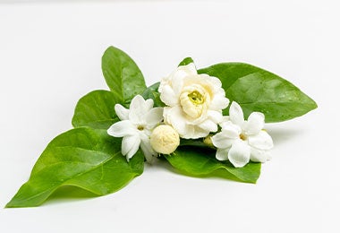 Hojas de diente de león para ensalada.