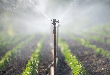 Cómo Desinfectar Frutas y Verduras Correctamente - Quicksteam