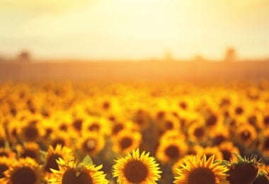 girasoles en Provenza.