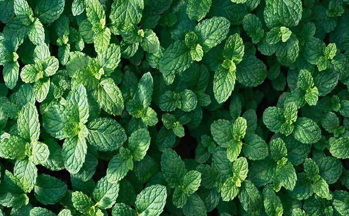Hojas frescas de hierbas aromáticas