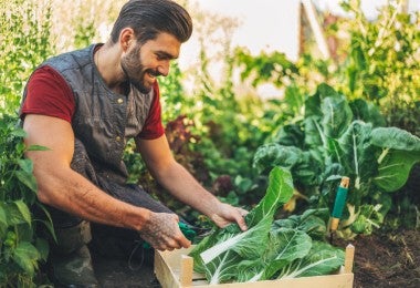 Esta cosecha fue excelente gracias a la técnica de cultivo.