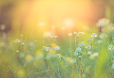 Jardín con muchas flores de caléndula floreciendo.