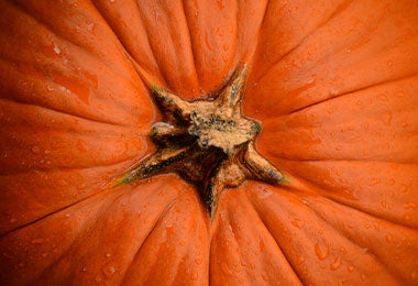 Acercamiento de una calabaza