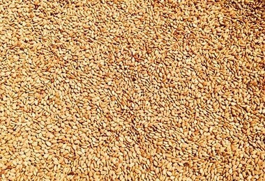Semillas de ajonjolí para preparar aceite
