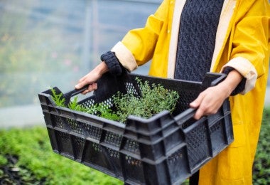Técnicas de cultivo.