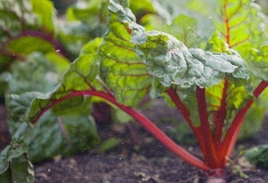 Planta de acelga roja creciendo en un huerto, hojas y tallos coloridos
