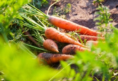Una pila de zanahorias naranjas maduras yace en el suelo