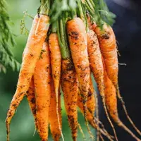 Existen muchísimas recetas con zanahoria para usarla cruda o cocinada. Existen muchísimas recetas con zanahoria para usarla cruda o cocinada.
