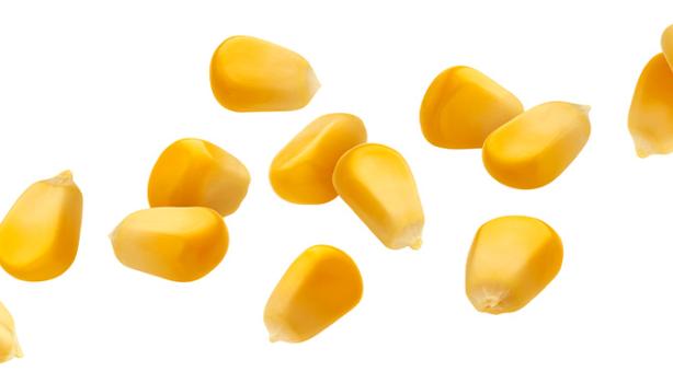 Granos de maíz