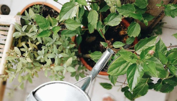 Mujer regando mata de moringa con agua.