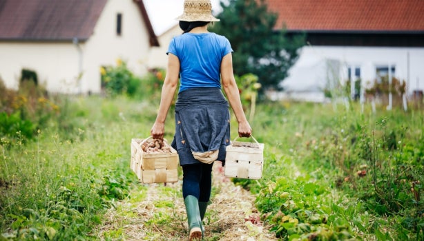 Agricultora urbano transportando cajas de patatas, técnicas de cultivo.