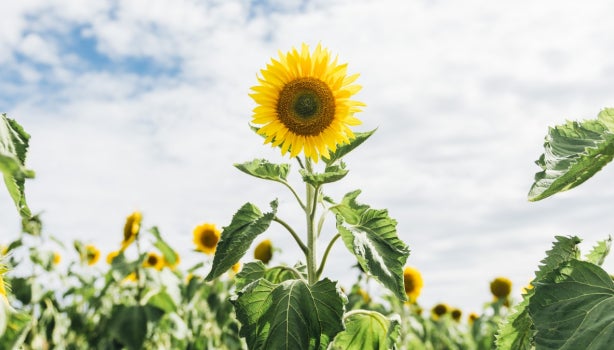 Girasol alto floreciendo en un campo