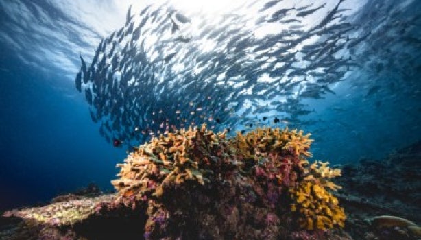 Grupo de peces gato bajo el agua.