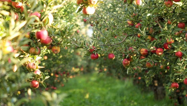 Árbol tipos de manzanas.