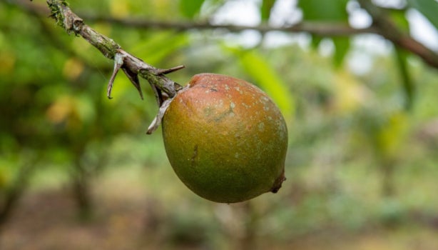Borojó en árbol.