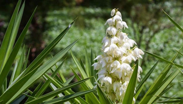 Cultivo de flor de izote.
