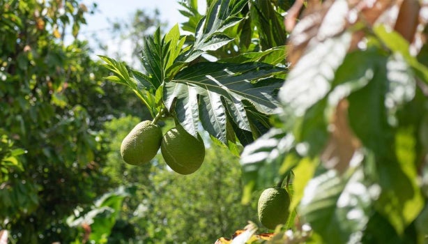 Fruta de pan.