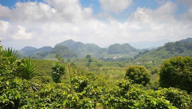 Plantación de loroco en las montañas.