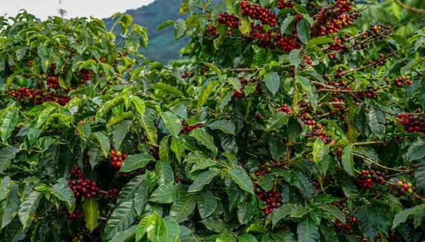 Café de altura en la montaña.