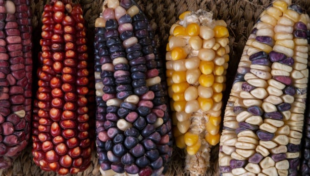 Propiedades del maíz criollo y su cultivo en Centro América y México.