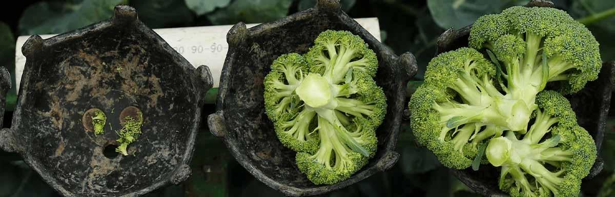 Todo Lo Que Debes Saber Sobre El Brocoli Recetas Nestle