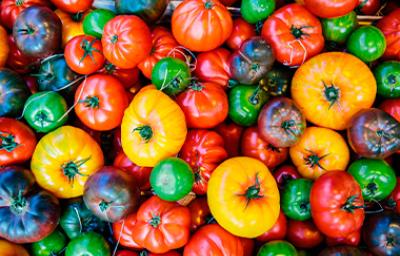 Variedad de tomates de diferentes colores