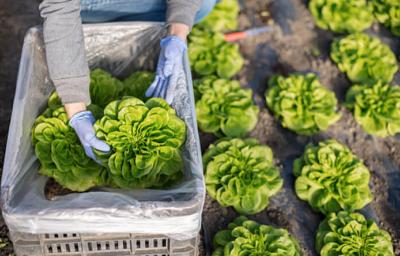 Un tipo de lechuga siendo recogida del campo