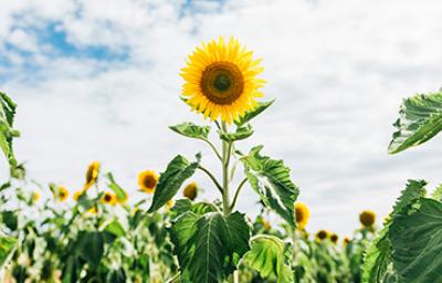 Flor y semillas de girasol en un campo repleto de girasoles y sus hojas