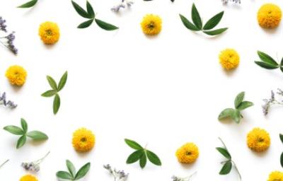 Decoración con flores de manzanilla: toque natural en las recetas Flores de manzanilla y hojas verdes formando un marco decorativo. Destacar beneficios de la manzanilla en la cocina