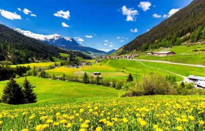 Campo lleno de dientes de león.