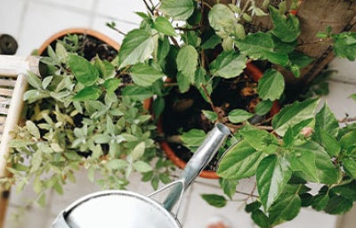 Mujer regando mata de moringa con agua.