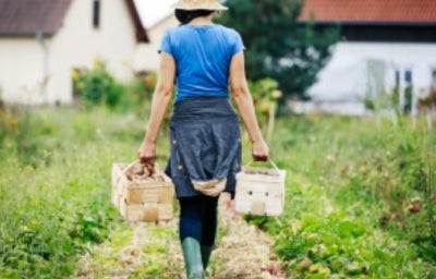 Agricultora urbano transportando cajas de patatas, técnicas de cultivo.