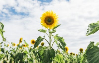 Girasol alto floreciendo en un campo