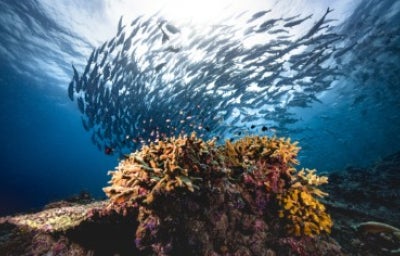 Grupo de peces gato bajo el agua.