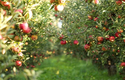 Árbol tipos de manzanas.
