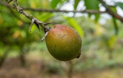 Borojó en árbol.