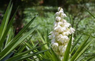 Cultivo de flor de izote.