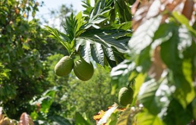 Fruta de pan.