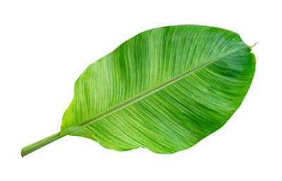 Hoja de bijao en fondo blanco.