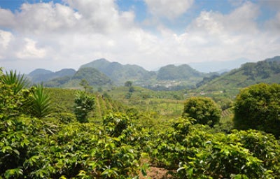 Plantación de loroco en las montañas.