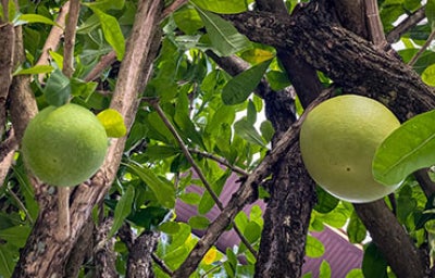 Árbol de semillas de morro. 