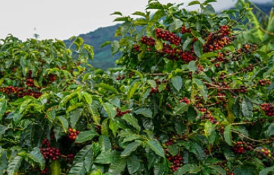 Café de altura en la montaña.