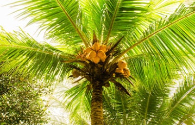 Coyol en palma listo para cultivar.