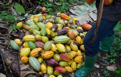 Molienda de cacao en cultivo de cacao.